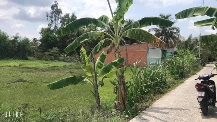 Đất nền QL904 Tam Bình 1326m² giá 850 triệu - Sổ đỏ chính chủ