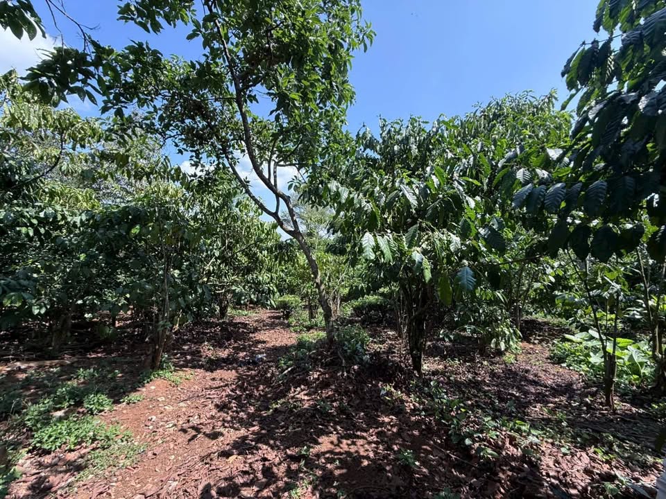 Đất Vườn 3000m² MT Tứ Quý Lộc An, Bảo Lâm - Sổ Đỏ 400m² Thổ Cư, Giá 4 Tỷ