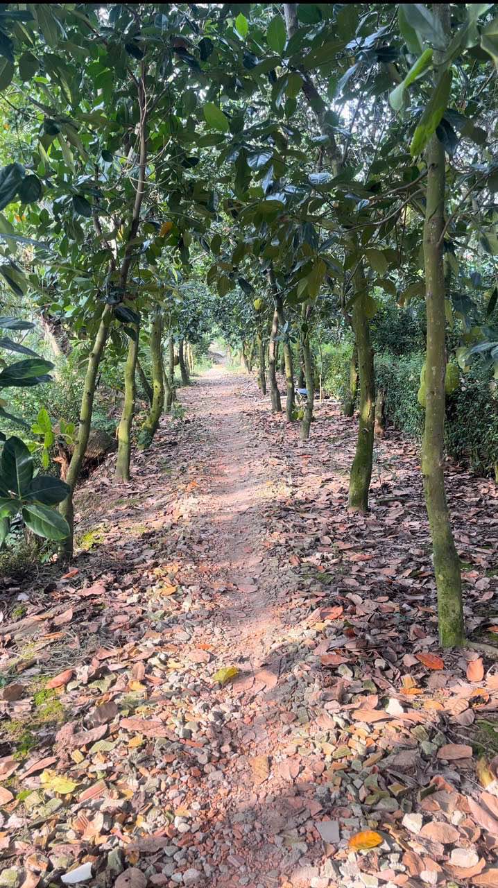 Đất Vườn Mít 500m² Sổ Đỏ Thổ Cư - Giá Giảm Sốc 650 Triệu