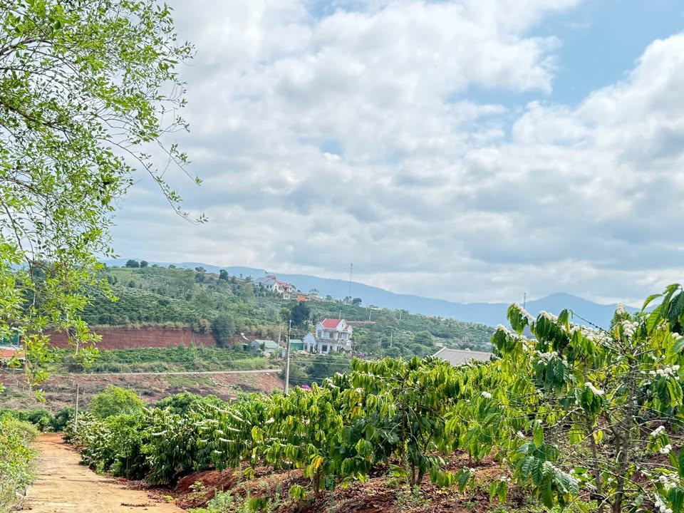 Đất nền Nam Ban Lâm Hà 1000m² - Sổ hồng chính chủ, F0 giá tốt!