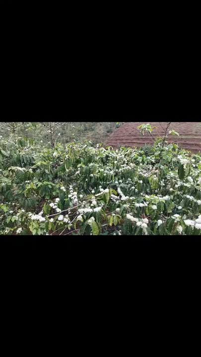 Đất Rẫy 10.500m² Đức Trọng, Lâm Đồng - Sổ Hồng Sẵn Sàng