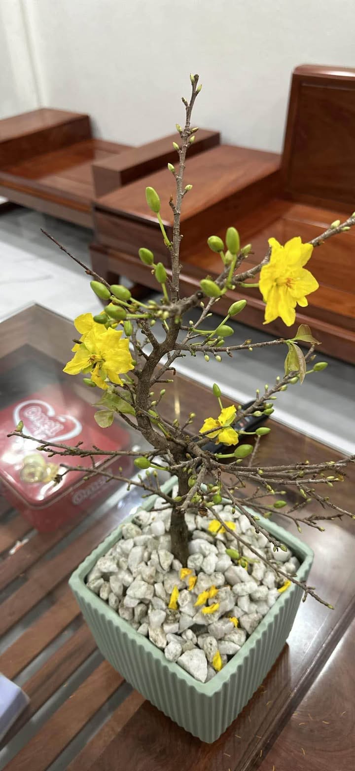 Chung cư Phường Quang Trung, TP Thái Bình 85m² - Bàn giao ngay!