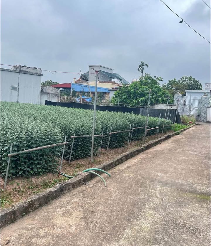 Đất Vườn 900m² Mỹ Tân, Nam Định - Sổ Hồng Sẵn, Ô Tô Tận Nơi