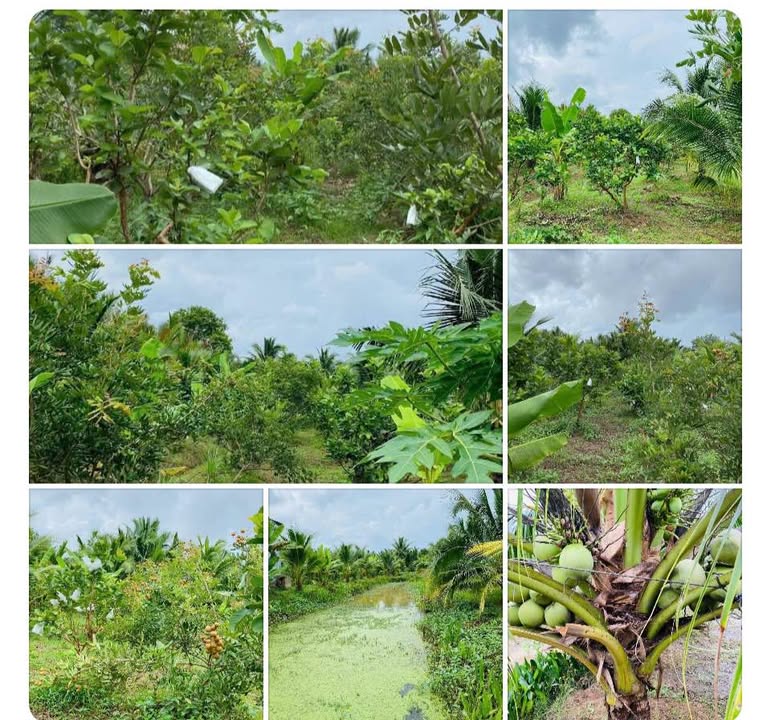 Bán Gấp Farm 6.800m² Quới Sơn, Bến Tre - Vườn Trái Cây Trù Phú, Sẵn THU HOẠCH
