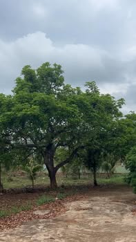 Đất thổ cư 150m² Cư Kuin, Đắk Lắk - Sổ hồng riêng, giá chỉ 6xx triệu