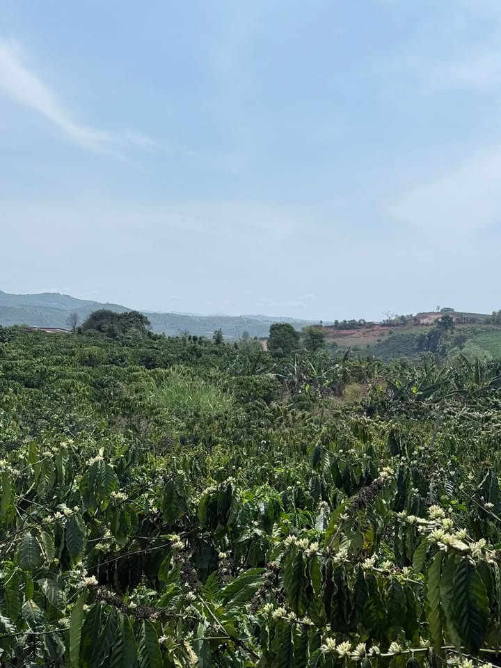 Đất nền Tân Thành, Đức Trọng 6000m² - Đường to ô tô, pháp lý rõ ràng