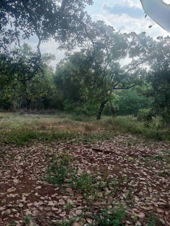 Đất vườn Tân Phước, Gò Công Đông 2.9ha giá 1.6 tỷ - Đầu tư dài hạn!