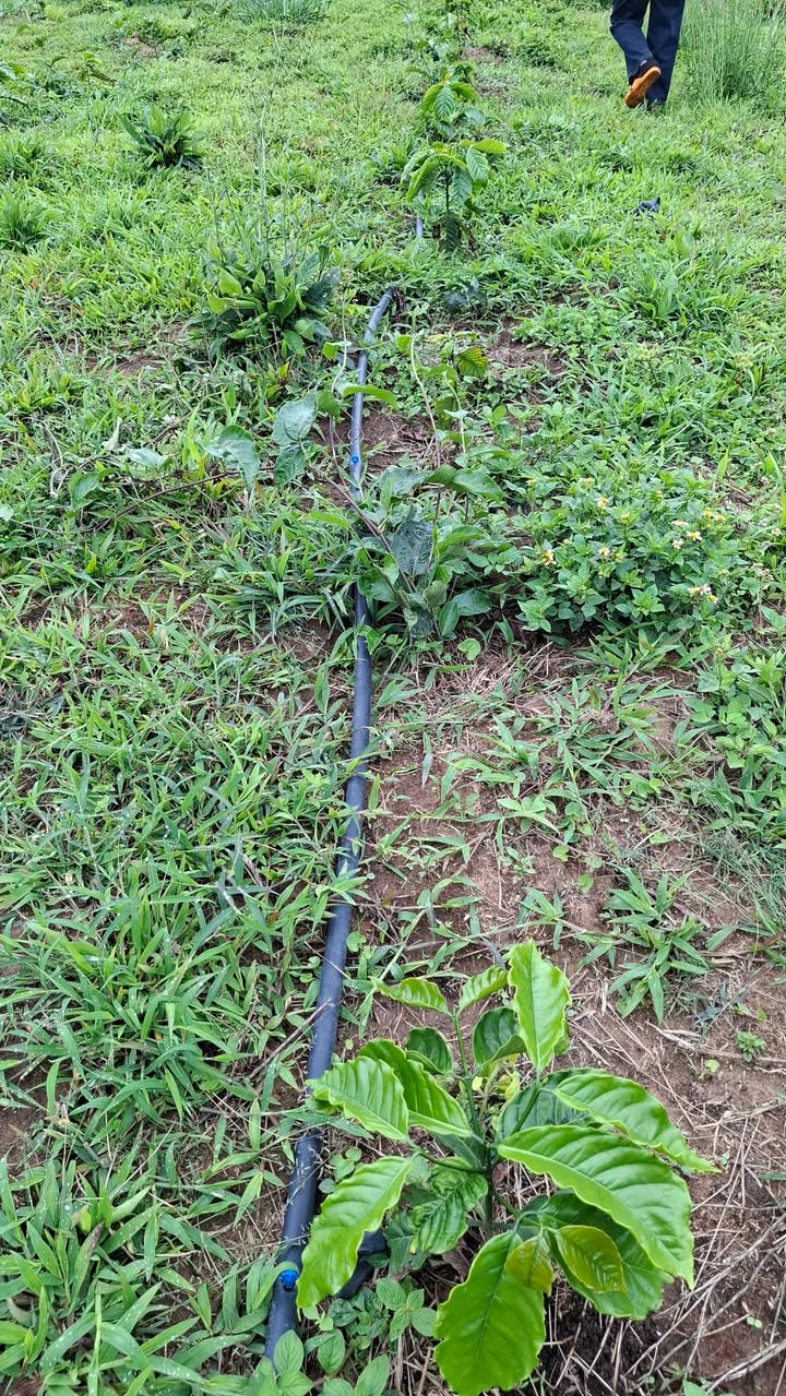 Bán Gấp 3ha Đất Đồi Trồng Cà Phê, Chanh Tại Krông Năng, Đắk Lắk - 3.6 Tỷ