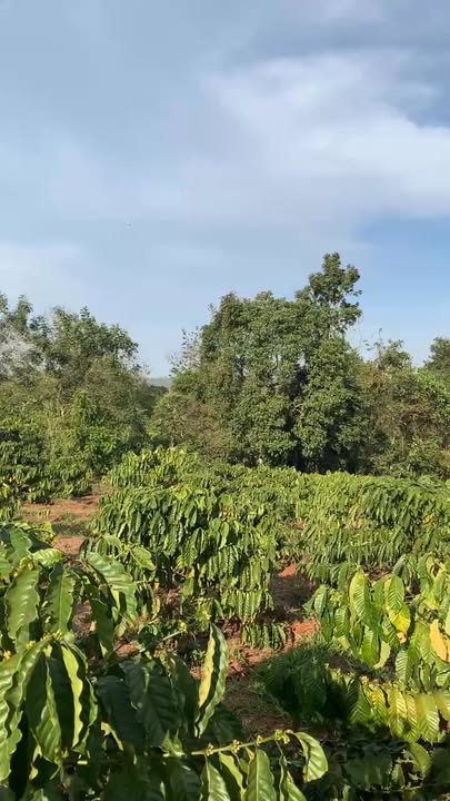 Đất nền Ea Tul 8900m² - Tiềm năng tăng giá vượt trội!