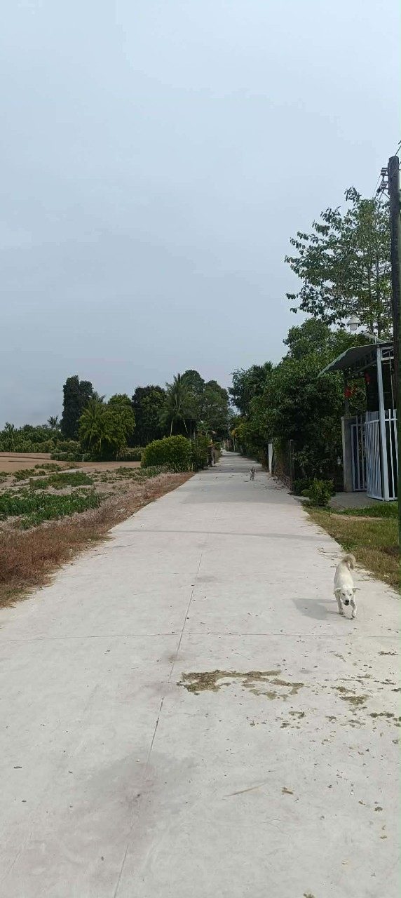 Đất thổ cư 320m² mặt tiền đường bê tông Châu Thành, Tây Ninh - Giá 480 triệu