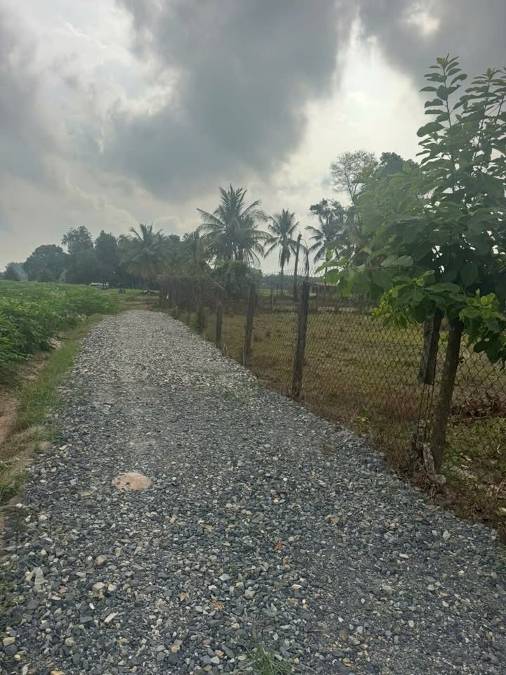 Đất Vườn 1179m² Long Giang, Bến Cầu - Giá Đầu Tư 355 Triệu