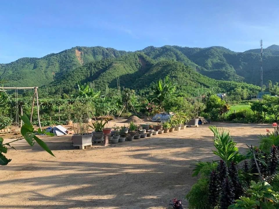 Mảnh Vườn 3100m² Hòa Phú, Đà Nẵng - Nghỉ Dưỡng Lý Tưởng, View Thiên Nhiên!