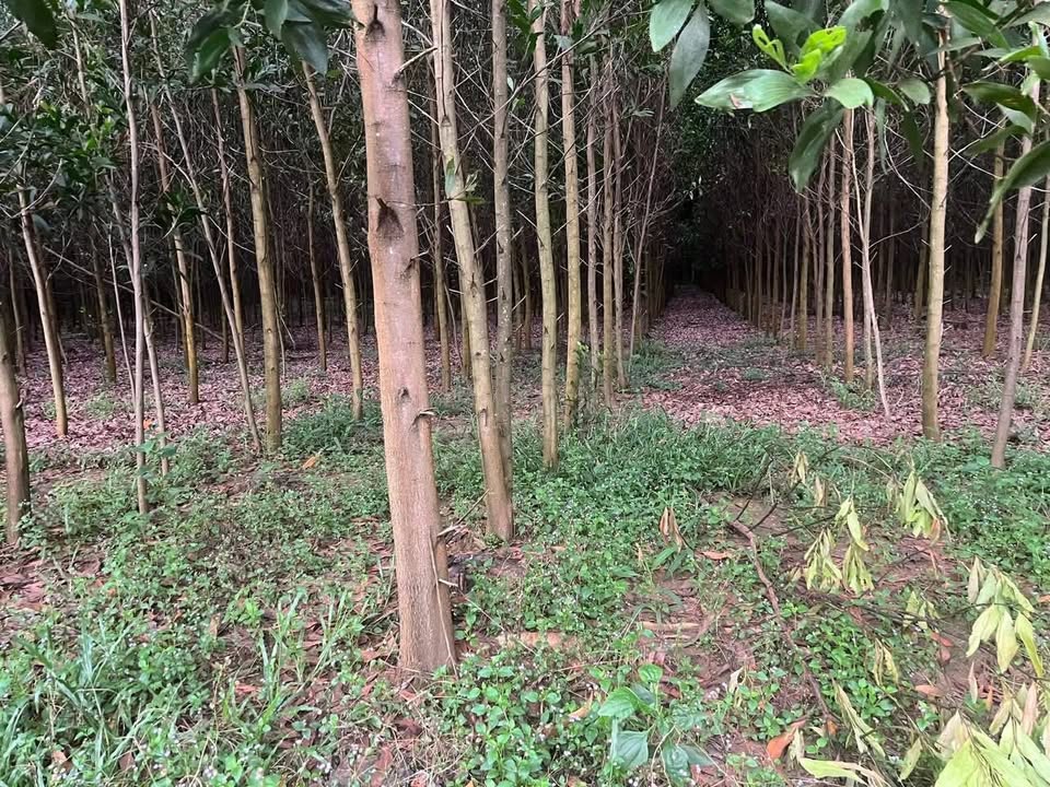 Đất nền Long Thành 11050m² mặt tiền đường chính - Tiềm năng sinh lời cao