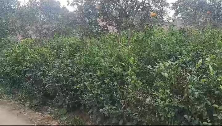 Bán Đất Vườn 3000m² Phú Cát, Chương Mỹ - Giá Tốt Đầu Tư