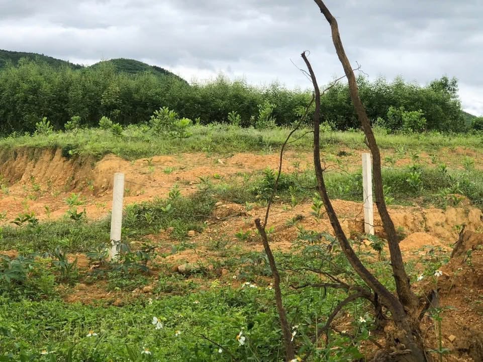 Đất nền Hòa Khánh, Liên Chiểu 2000m² - Sổ hồng chính chủ, tiềm năng tăng giá!