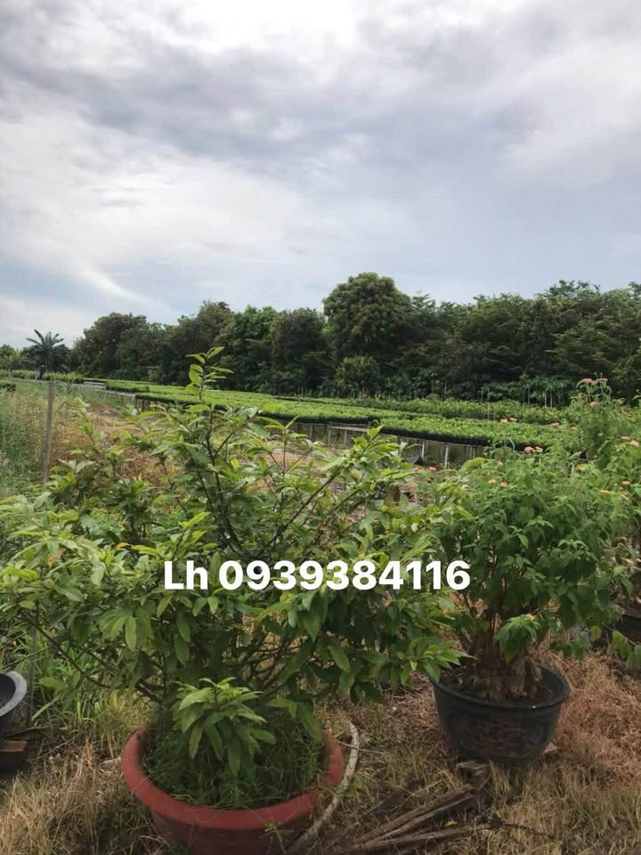 Đất nền Đồng Tháp 4600m² - Sổ đỏ sẵn, giá 4 tỷ - Tân Khánh Đông, Sa Đéc