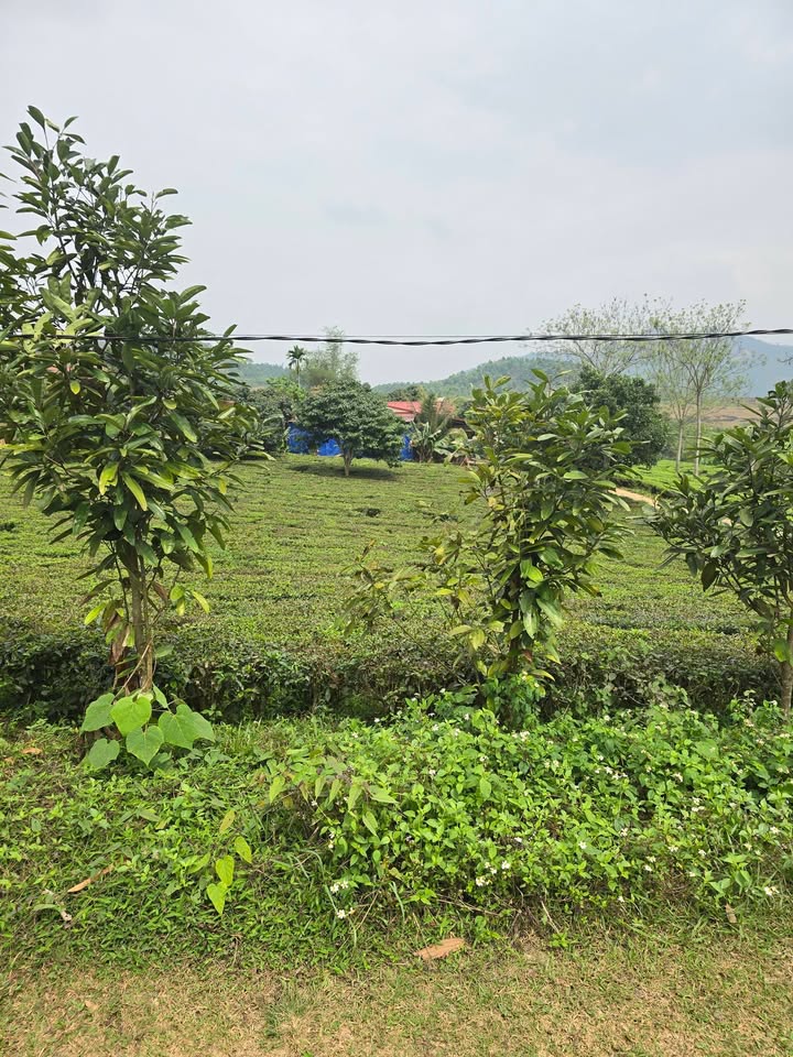 Đất nền 257m² view đồi chè Văn Miếu, Phú Thọ - Chỉ 300 triệu