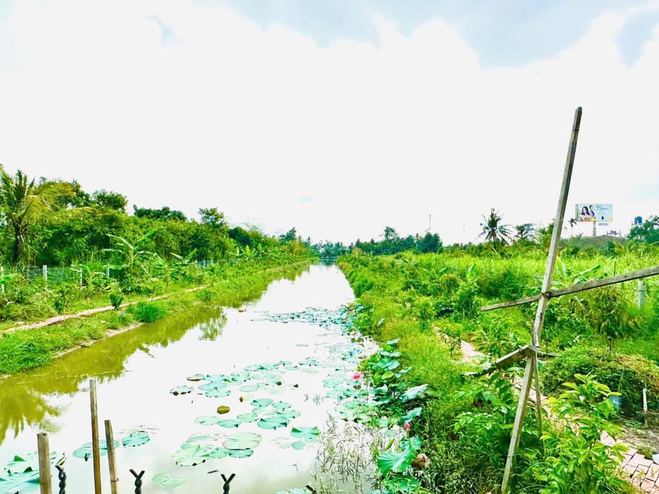 Đất Vườn Sầu Riêng 4495m² Cần Thơ - Sẵn Sàng Nghỉ Dưỡng & Kinh Doanh