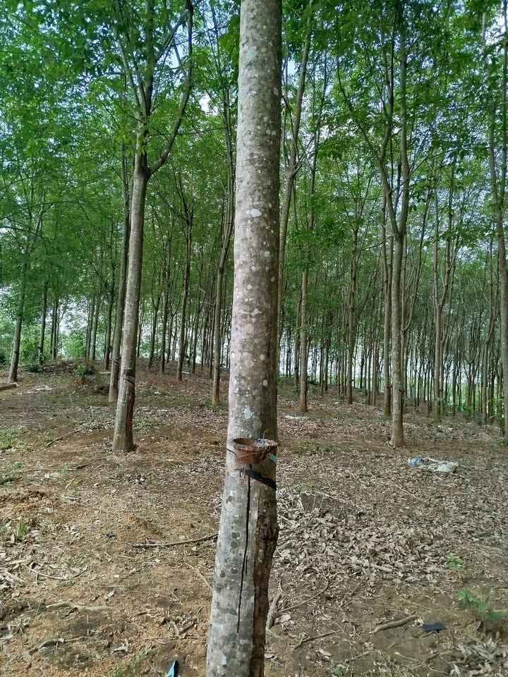 Đất nền Đồng Tâm, Đồng Phú 1.6ha - Đường to ô tô, mặt tiền rộng