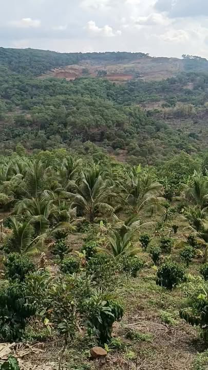 Đất Vườn Đồng Tâm 2520m² - Sinh thái xanh, đầu tư bền vững!