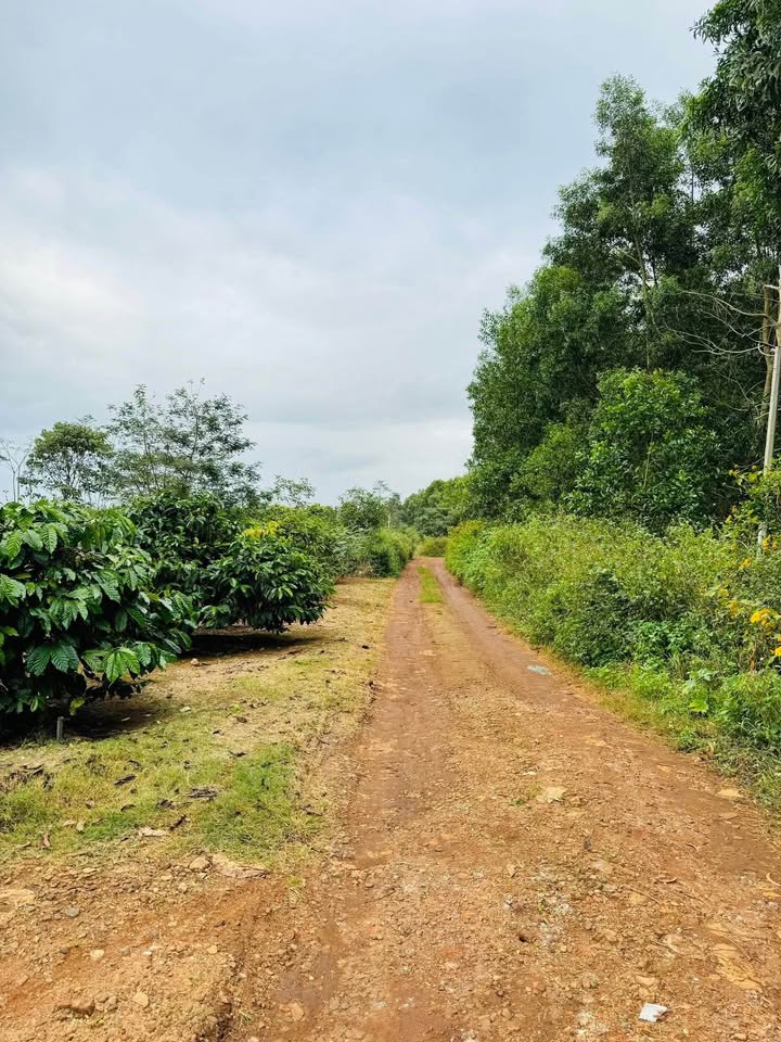 Đất nền Pleiku 789m² - Tiềm năng tăng giá, tặng kho xưởng!