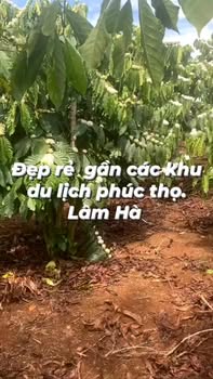 Đất nền 5000m² Phúc Thọ, Lâm Hà - View Hồ Đẹp, Giá 2.6 Tỷ!