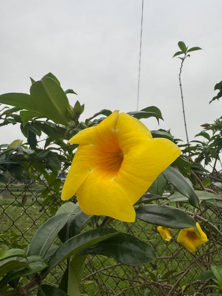 Đất nền 93.2m² Nga Yên, Nga Sơn - Tiềm năng tăng giá vượt trội!