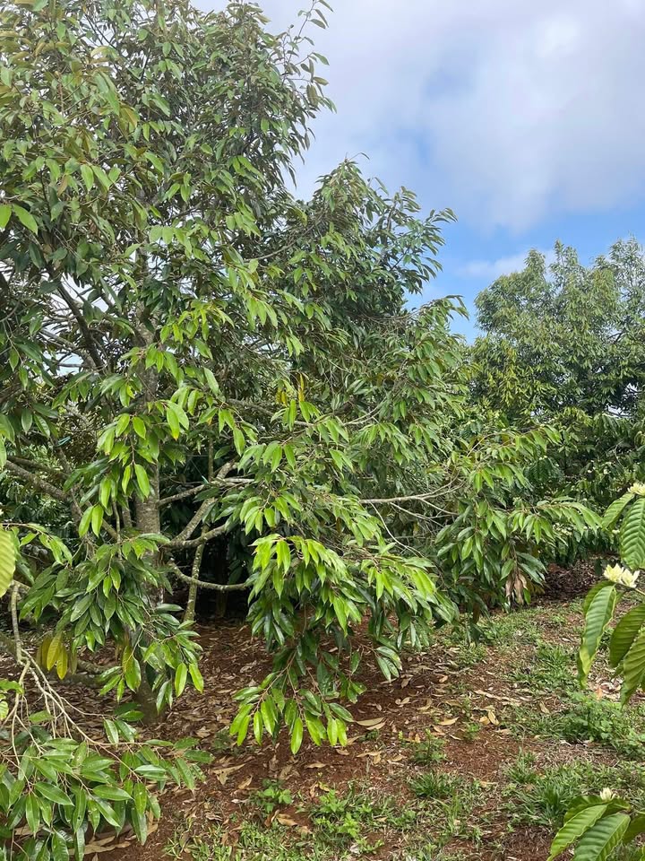 Đất nền Thôn Giang Tiến 1800m² Buôn Hồ - Tiềm năng tăng giá!