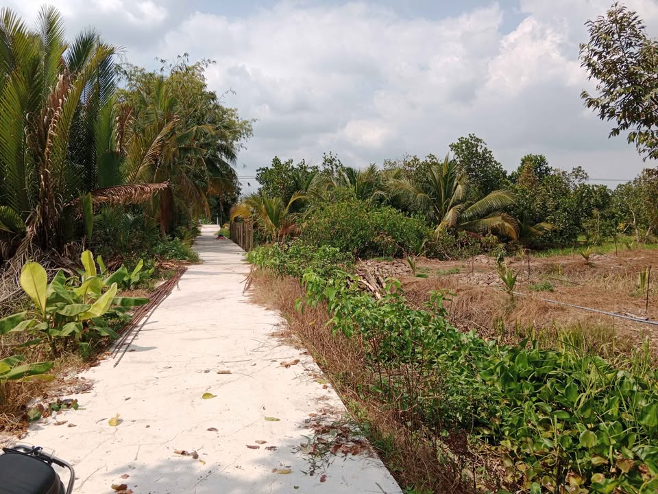 Bán Gấp Đất Vườn Nghỉ Dưỡng 3540m² Sổ Hồng Tại Phú Hữu, Cần Thơ - Giá Đầu Tư 2.75 Tỷ