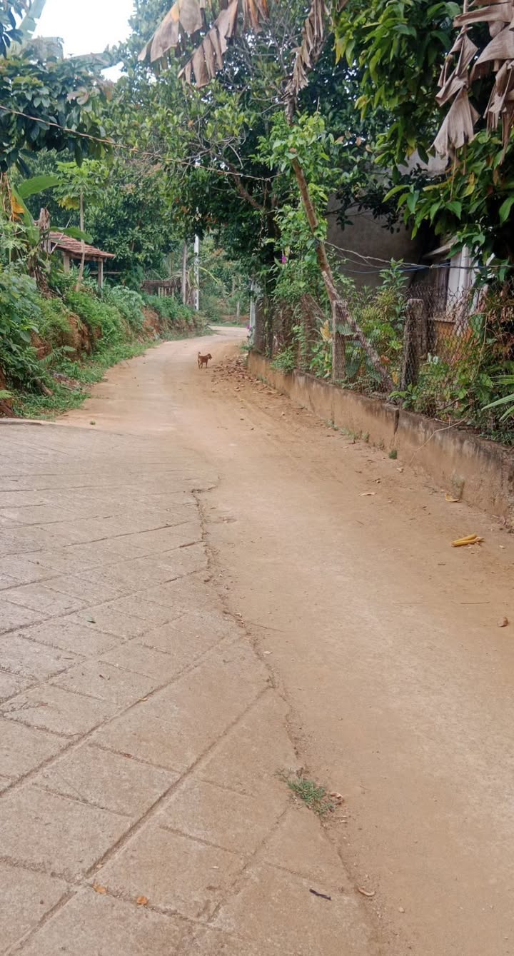 Đất Vạn Tường, Bình Sơn 150m² - Sổ hồng sẵn, ô tô vào tận nơi