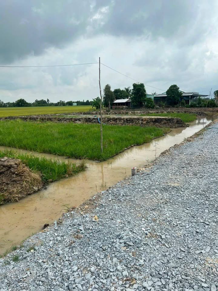 Bán Gấp 2 Lô Đất Vàng Xã Tân Hòa, Lai Vung, Đồng Tháp - Sổ Sẵn