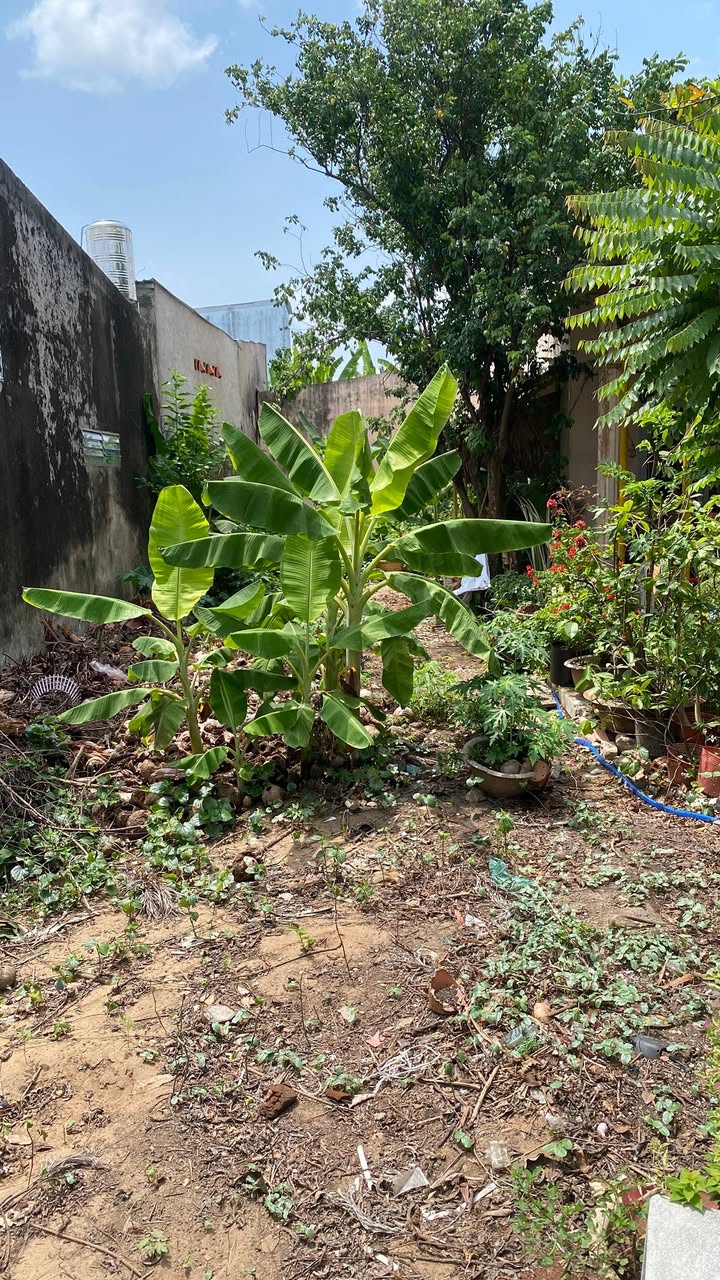 Đất Mặt Tiền QL50 Tân Phước, Tiền Giang - 140m² Giá Đầu Tư 3.1 Tỷ