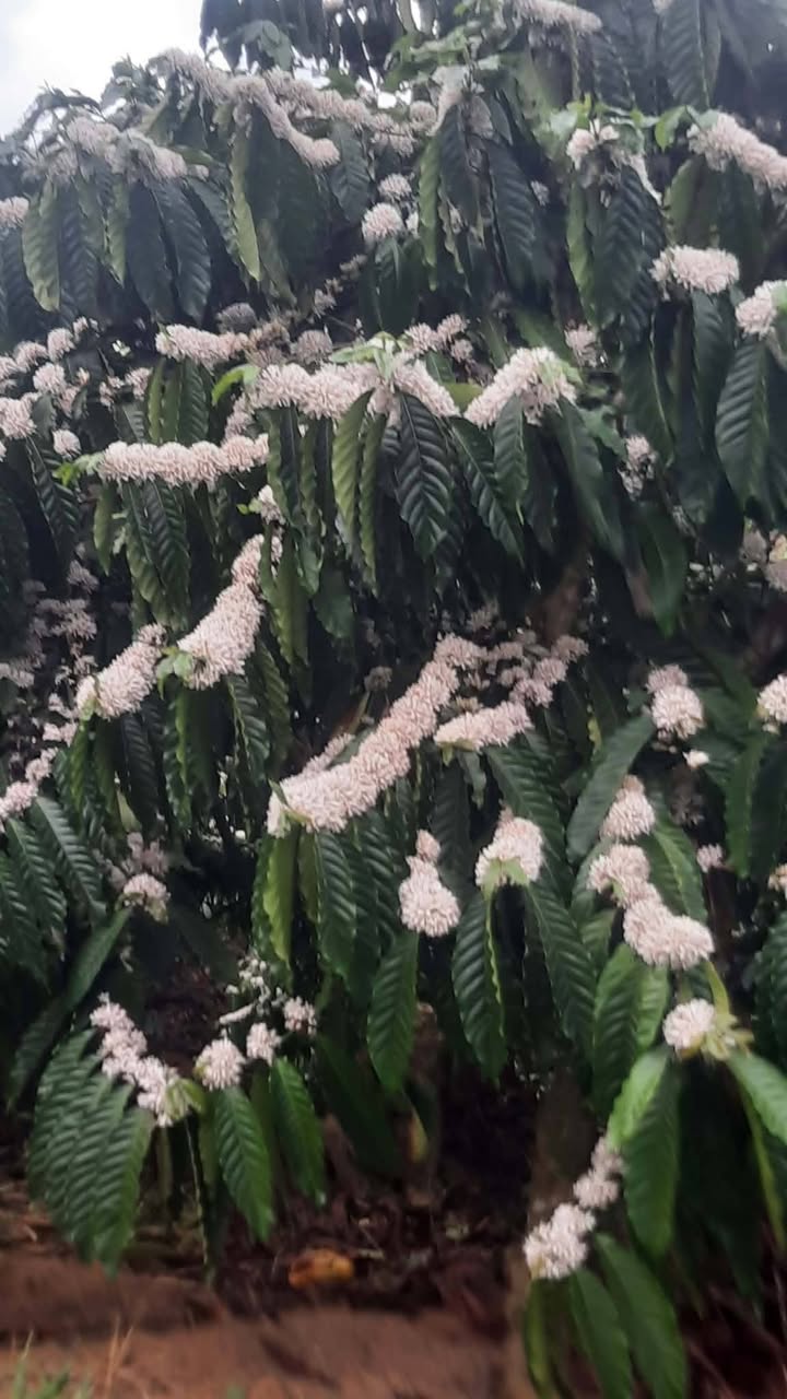 Đất nền Xã Krông Nô 2.2ha giá 4.2 tỷ - Sổ đỏ chính chủ!