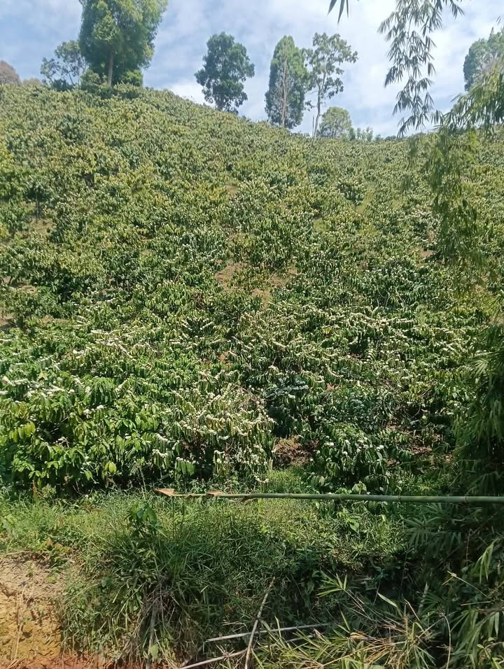 Đất Vườn Cà Phê Xã Rô Men, Đam Rông 1.7ha - Đầu tư sinh lời bền vững!