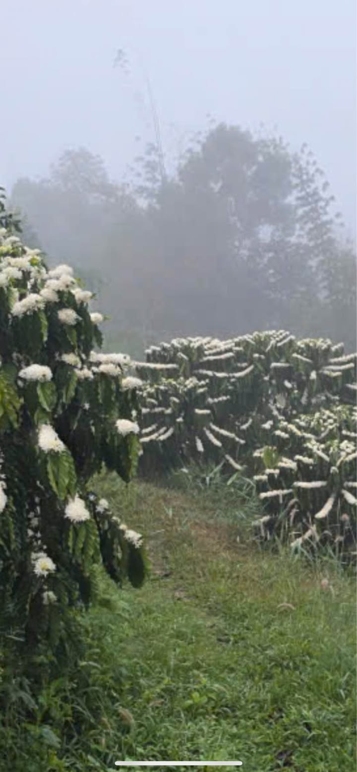 Bán Gấp 4.3ha Vườn Cafe Đak R'Măng, Đắk Nông - Sổ Đỏ Sẵn Sàng