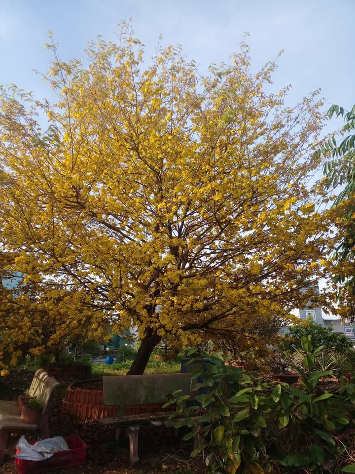 Dãy Trọ 32 Phòng + 2 Ki-ốt Đường Cây Dương, Đức Hòa - Thu Nhập 50 Triệu/Tháng