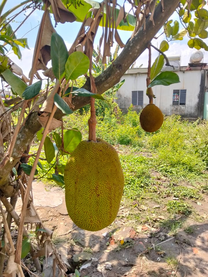 Đất Nền Phước Thái Long Thành - 95m² Sổ Hồng Riêng, Đối Diện Chợ