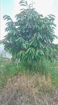 Cho thuê Farm 300m² Xã Ba Sao, Cái Bè - Giá 75 Triệu/Năm