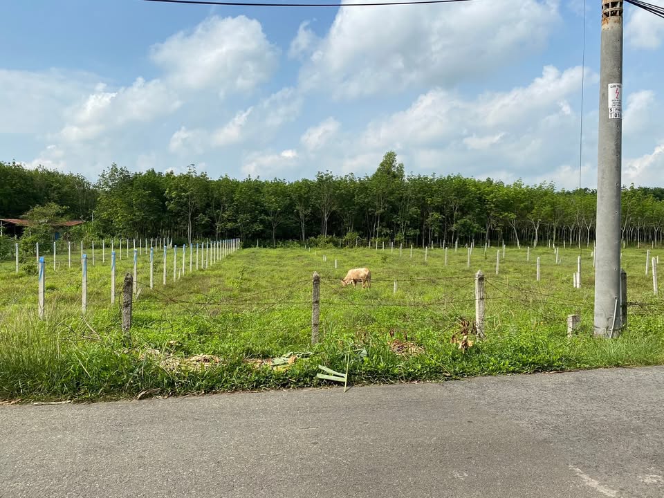 Đất nền Củ Chi 700m² mặt tiền nhựa Phú Hiệp - Giá 2.9 tỷ