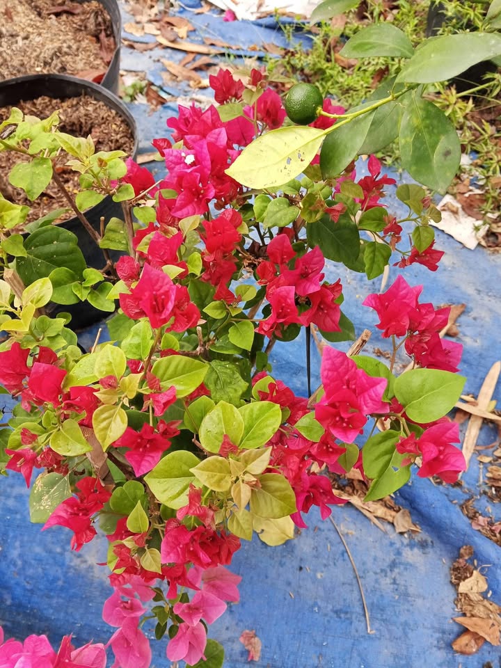 Đất Nền Khu Dân Cư Kinh 4, Kiên Giang - 116m² Giá 290 Triệu