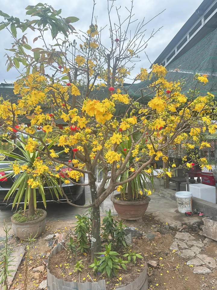 Đất nền 707m² Ninh Hòa - Tiềm năng phân lô, giá đầu tư