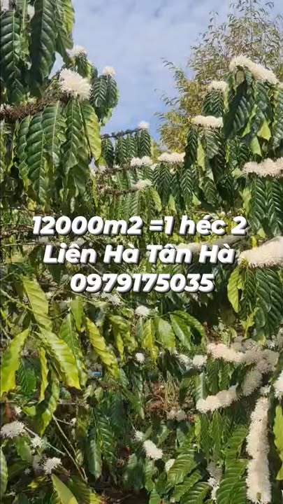 Bán Gấp Farm 12.000m² Lâm Hà, Lâm Đồng - 120 Cây Sầu Riêng Thu Trái Lớn