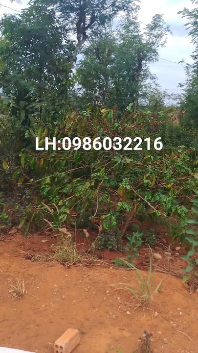 Đất nền Gia Nghĩa 1.7ha 4.6 tỷ - Sổ hồng chính chủ, đường lớn!