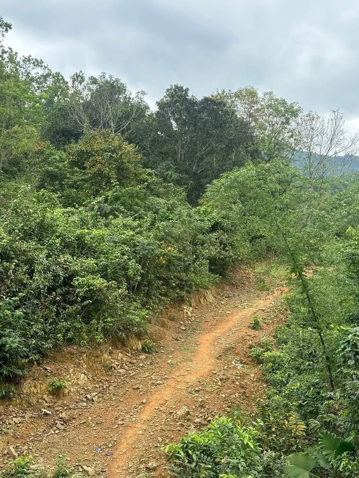 Đất Nền Cẩm Mỹ Đồng Nai - Hơn 700m² - Tiềm năng tăng giá!