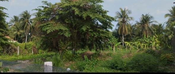 Đất Mặt Tiền Thầy Cai Bến Tre 1000m² - Giá 40 Tỷ, Sẵn Sàng Đầu Tư