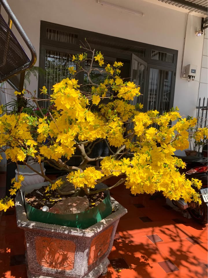 Đất Vàng Buôn Ma Thuột - Mặt Tiền Tỉnh Lộ 5, Cư Êbur, 588m² - Đầu Tư Sinh Lời!