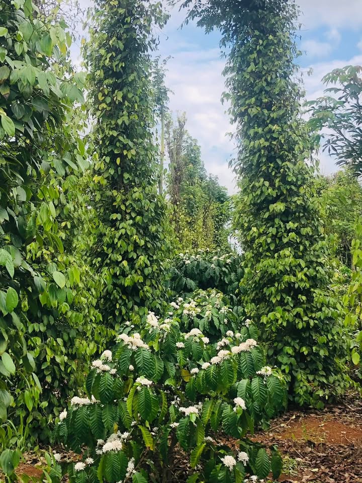 Bán đất Farm Xã Ea Tiêu, Đắk Lắk - 1188m² giá 990 triệu - Tiềm năng kinh tế cao