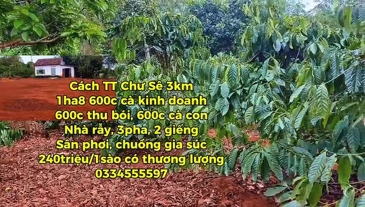 Bán Đất Đồi 18.000m² Gần TT Chư Sê, Gia Lai - Giá Đầu Tư 12 Tỷ