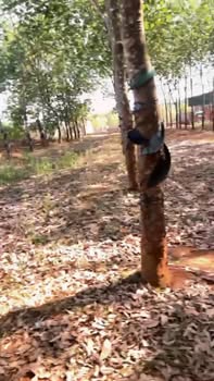 Đất nền Xã Eakhal, Ea Súp 3600m² - Sổ đỏ chính chủ, phân lô sinh lời!