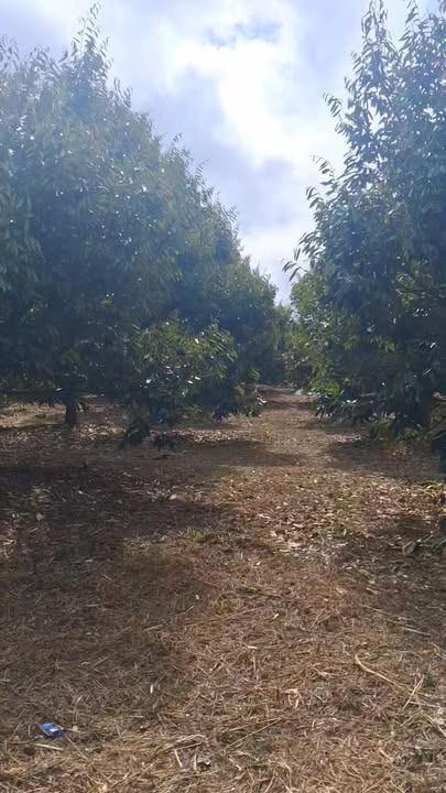 Bán Gấp Đất Vườn Sầu Riêng Tại Lâm Hà, Lâm Đồng - 720m² Giá Tốt